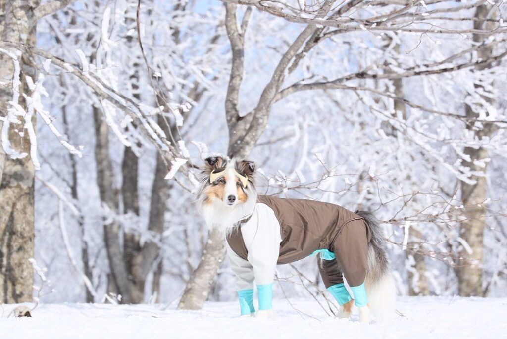 愛犬と雪遊びができるスポット5選 スキー場のドッグランやスノシュー体験など白銀の世界でとっておきの思い出をつくろう おでかけわんこ部 愛犬とのおでかけスポット カフェ 宿 を紹介 愛犬と雪遊びができるスポット5選 スキー場のドッグランやスノシュー体験など白銀の世界でとっておきの思い出をつくろう おでかけわんこ部 愛犬とのおでかけスポット カフェ 宿 を紹介