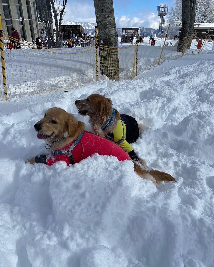 愛犬と雪遊びができるスポット5選 スキー場のドッグランやスノシュー体験など白銀の世界でとっておきの思い出をつくろう おでかけわんこ部 愛犬とのおでかけスポット カフェ 宿 を紹介