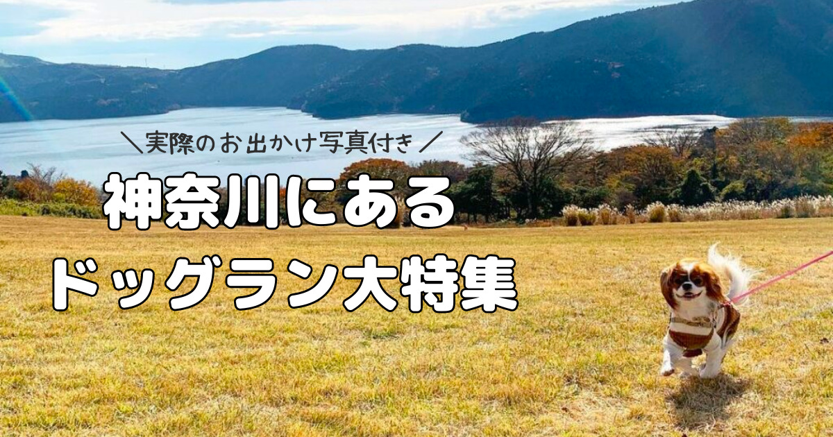 神奈川県 ドッグラン10選 横浜や湘南など人気エリアから厳選 実際のわんちゃんのおでかけ写真や口コミも紹介します おでかけわんこ部 愛犬とのおでかけスポット カフェ 宿 を紹介