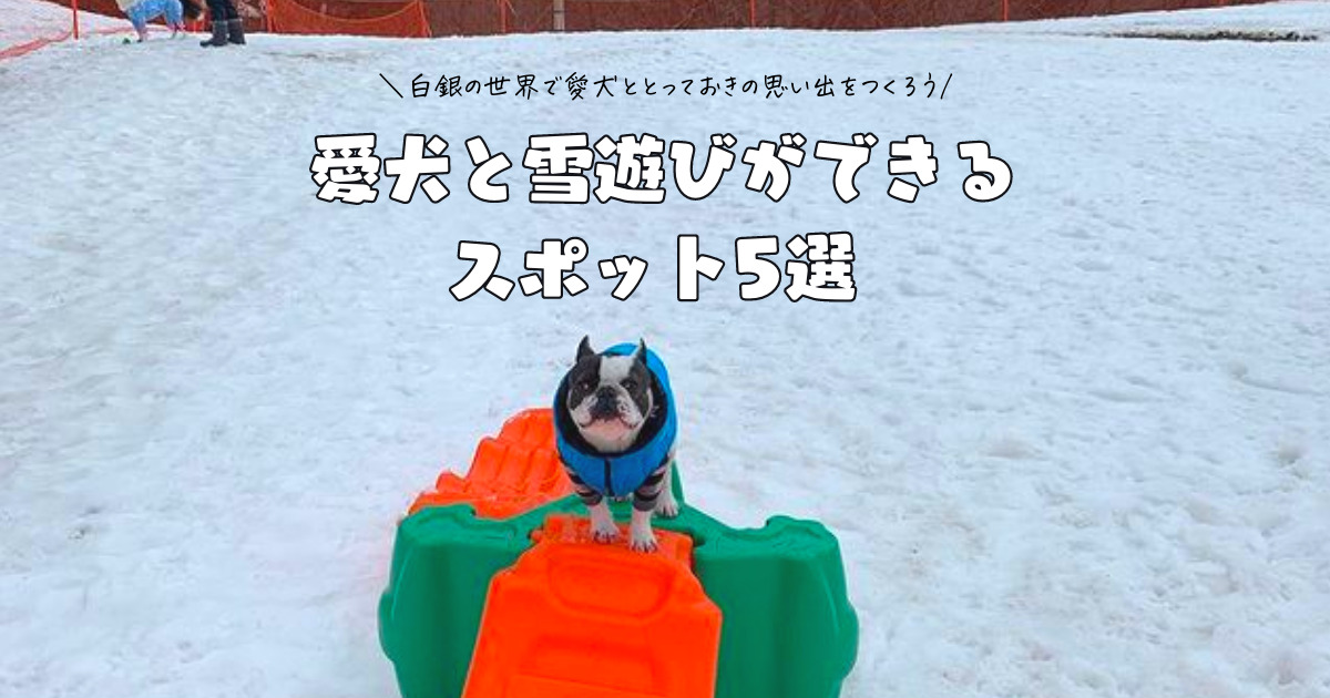 愛犬と雪遊びができるスポット5選 スキー場のドッグランやスノシュー体験など白銀の世界でとっておきの思い出をつくろう おでかけわんこ部 愛犬とのおでかけスポット カフェ 宿 を紹介