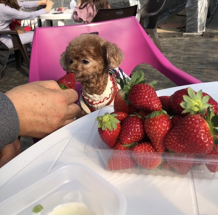 東日本 犬と一緒に楽しめる いちご狩り農園7選 ドッグラン付きも わんこ同伴ルールも掲載しています おでかけわんこ部 愛犬とのおでかけスポット カフェ 宿 を紹介