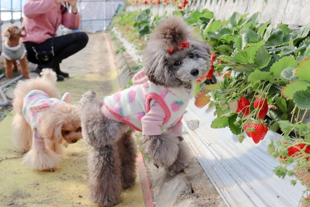 東日本 犬と一緒に楽しめる いちご狩り農園7選 ドッグラン付きも わんこ同伴ルールも掲載しています おでかけわんこ部 愛犬とのおでかけスポット カフェ 宿 を紹介