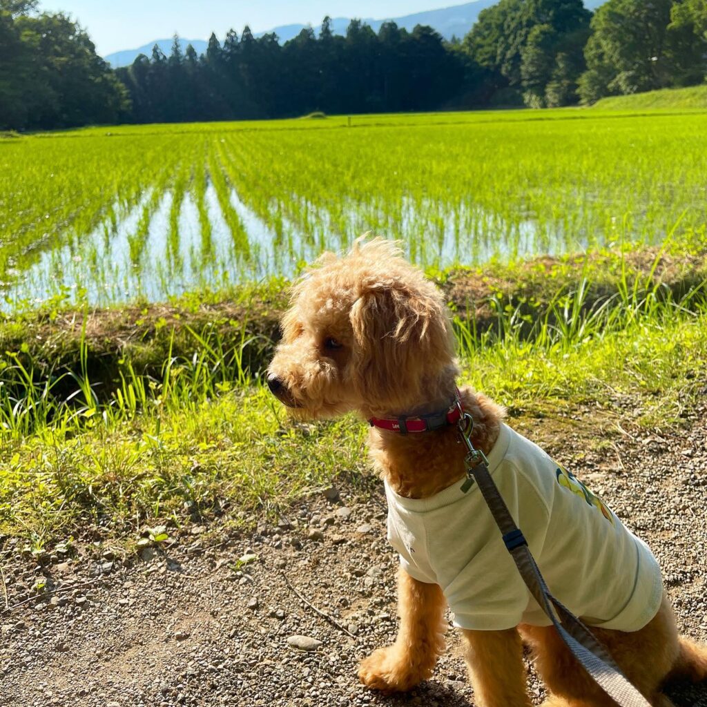 22 犬同伴で泊まれる星野リゾート大特集 7つのホテルを実際のお泊まり写真レポートで紹介 愛犬と特別な旅をしませんか おでかけわんこ部 愛犬とのおでかけスポット カフェ 宿 を紹介