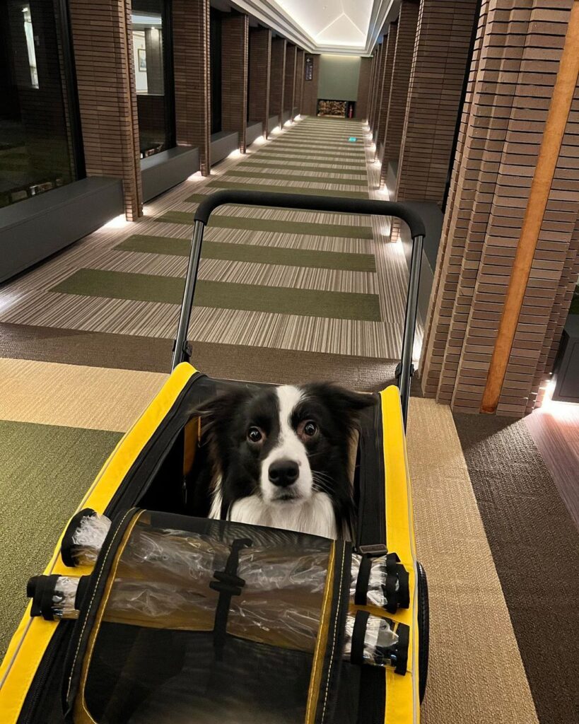 22 犬同伴で泊まれる星野リゾート大特集 7つのホテルを実際のお泊まり写真レポートで紹介 愛犬と特別な旅をしませんか おでかけわんこ部 愛犬とのおでかけスポット カフェ 宿 を紹介