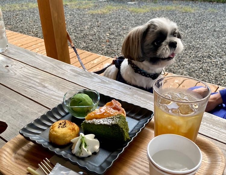 Kimikura Cafe きみくらカフェ に行ってきたよ ロンくんから写真レポが届きました 静岡県 わんこokカフェの詳細 おでかけわんこ部 愛犬とのおでかけスポット カフェ 宿 を紹介