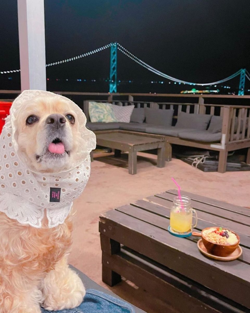 Guesthouse Geragera に行ってきたよ バニラちゃんから写真レポが届きました 兵庫県 わんこokカフェの詳細 おでかけわんこ部 愛犬とのおでかけスポット カフェ 宿 を紹介