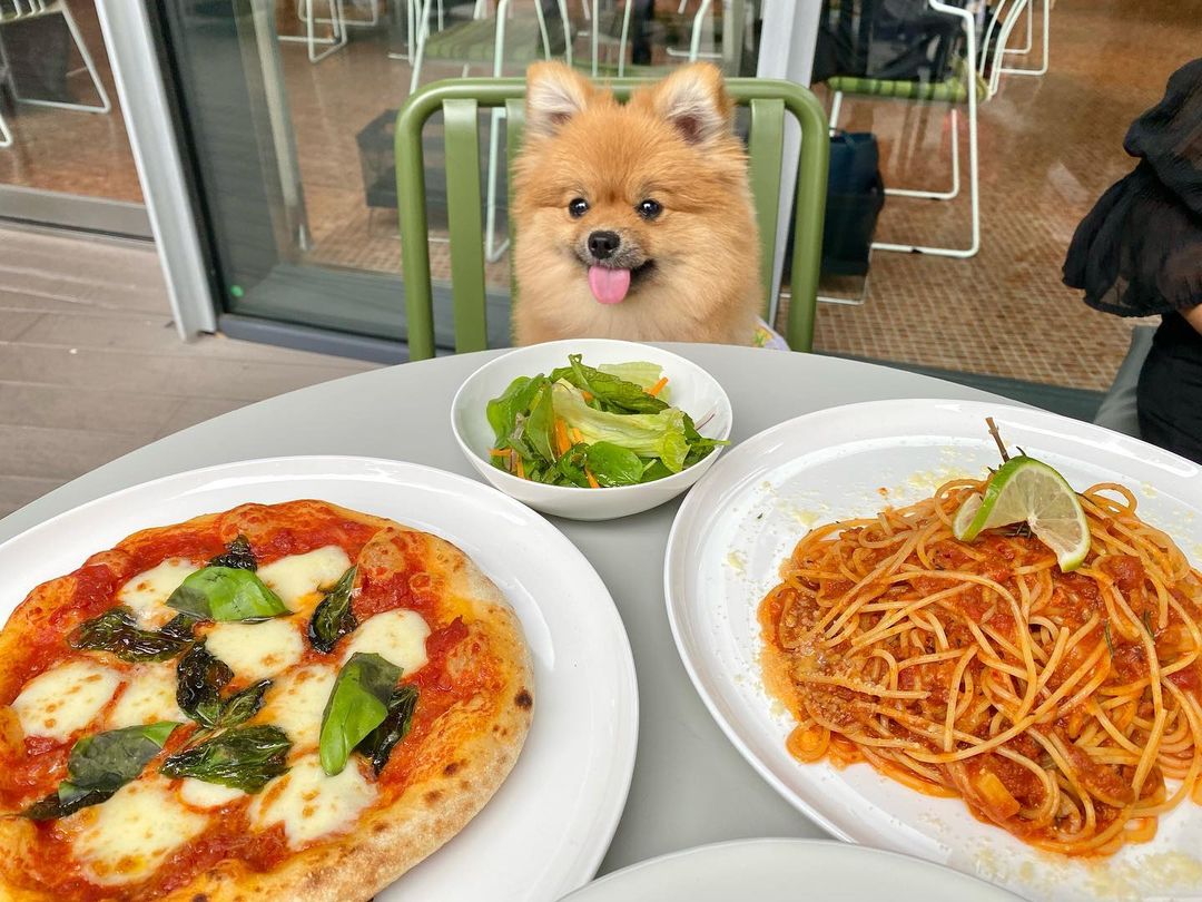 【宮城・仙台市】「Pizzeria Lavarock 仙台(ピッツェリア ラヴァロック)」 – おでかけわんこ部 | 愛犬とのおでかけ情報 ...