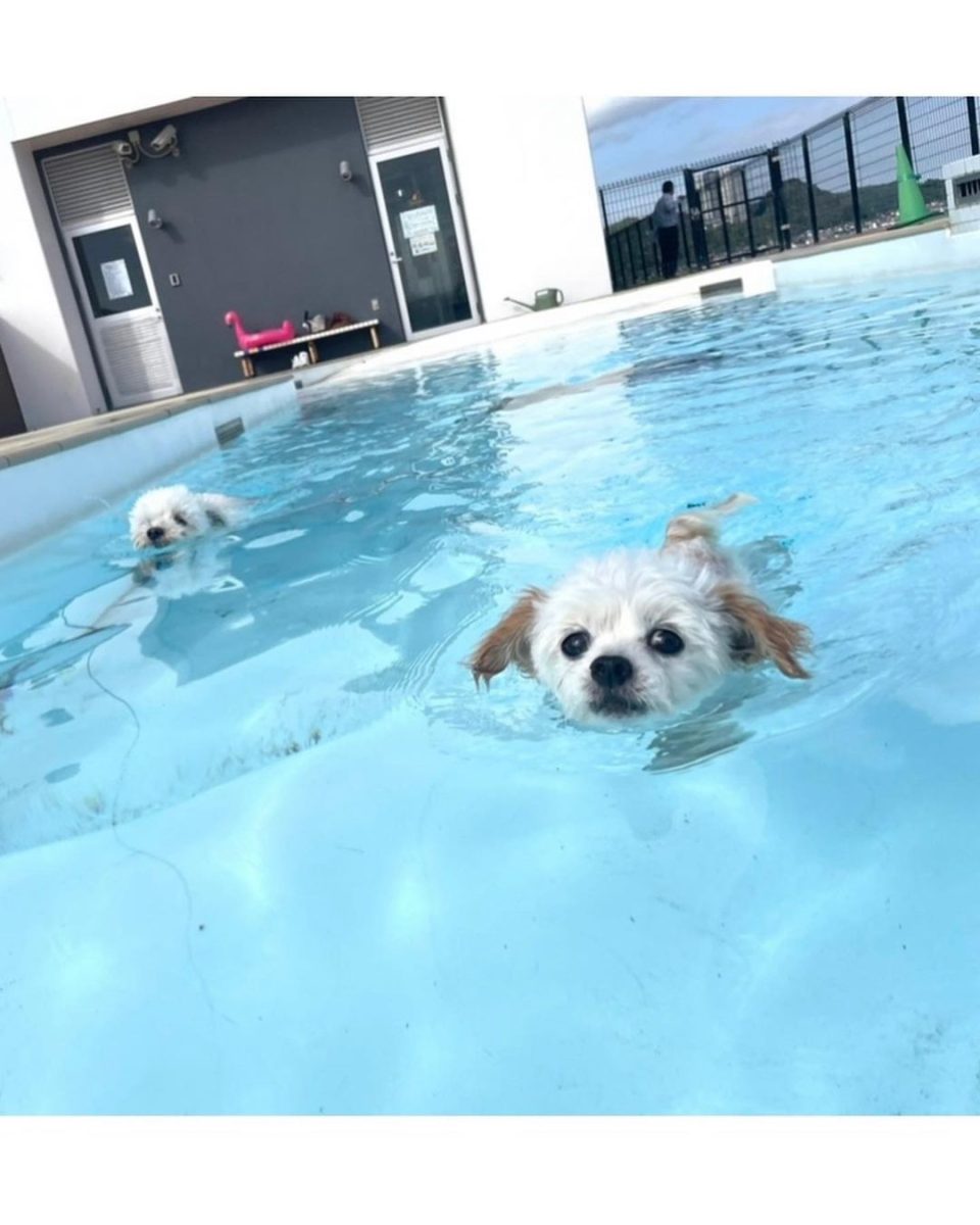 犬 と 泊まれる 宿 プール