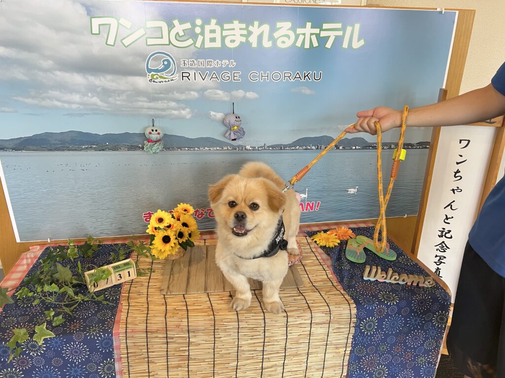 【島根 ・犬と泊まれる宿】「玉造国際ホテル」に泊まったよ!大福ちゃんくんの写真レポが届きました おでかけわんこ部 愛犬とのおでかけスポット(カフェ・宿)を紹介 【島根 ・犬と泊まれる宿】「玉造国際ホテル」に泊まったよ!大福ちゃんくんの写真レポが届きました おでかけわんこ部 愛犬とのおでかけスポット(カフェ・宿)を紹介