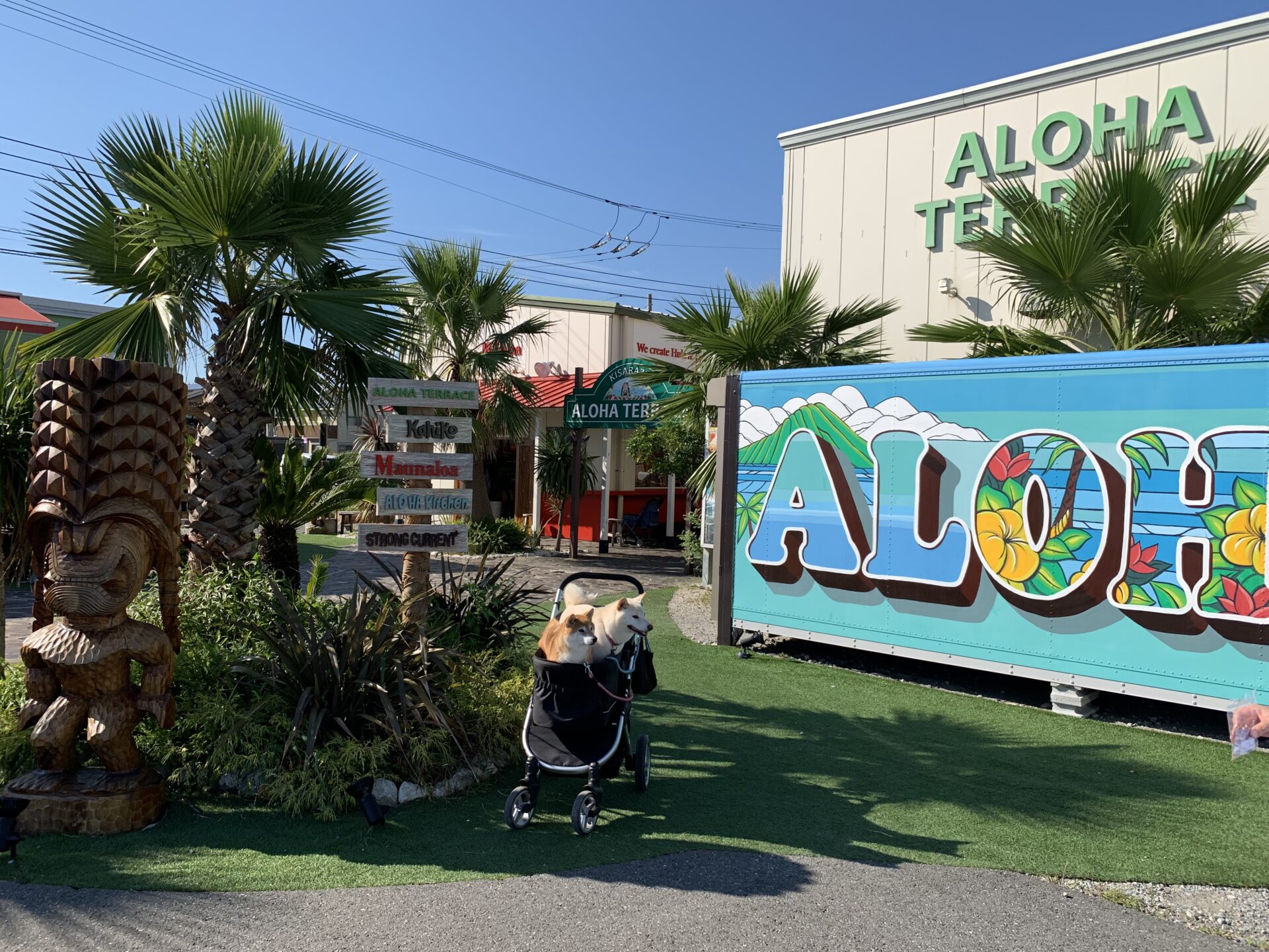 【千葉・木更津市】「アロハキッチン 木更津店」（おでかけレポートあり） おでかけわんこ部 愛犬とのおでかけスポット（カフェ・宿）を紹介