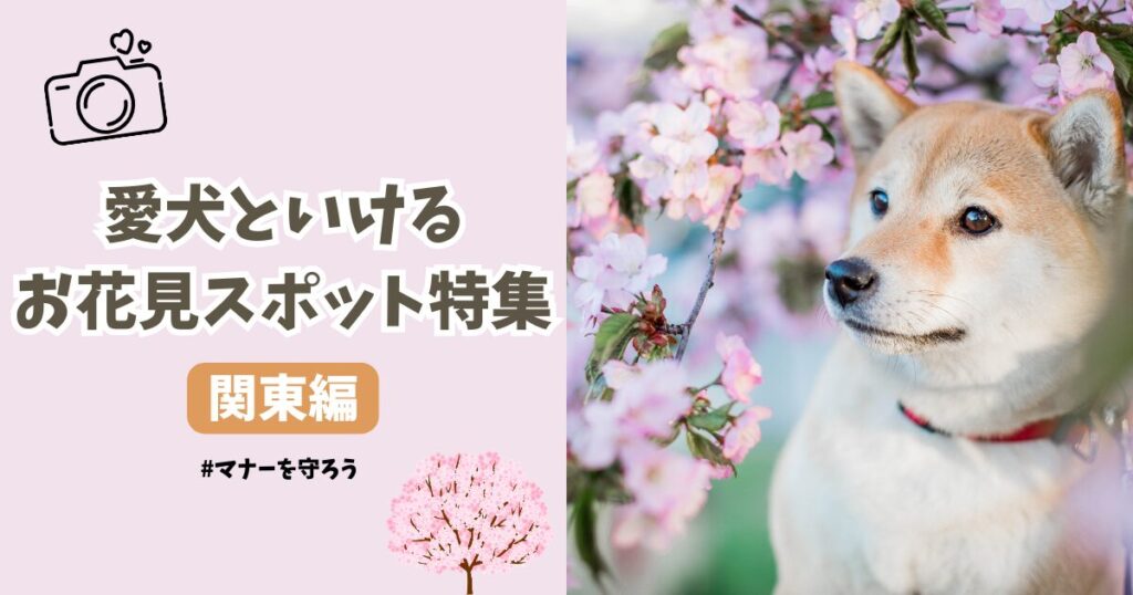 ワンちゃんと春のお散歩 〜夜のお花見編〜