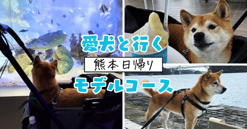 【犬とお出かけ 熊本日帰りモデルコース】歴史ある街並みを愛犬と散策!永尾剱神社~三角西港~アマテラス珈琲~海中水族館シードーナツ – おでかけ ...