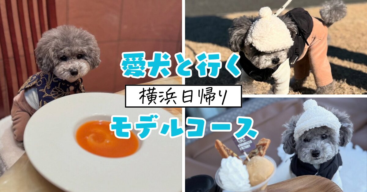 犬とお出かけ 横浜日帰りモデルコース】本格中華や絶品スイーツを 