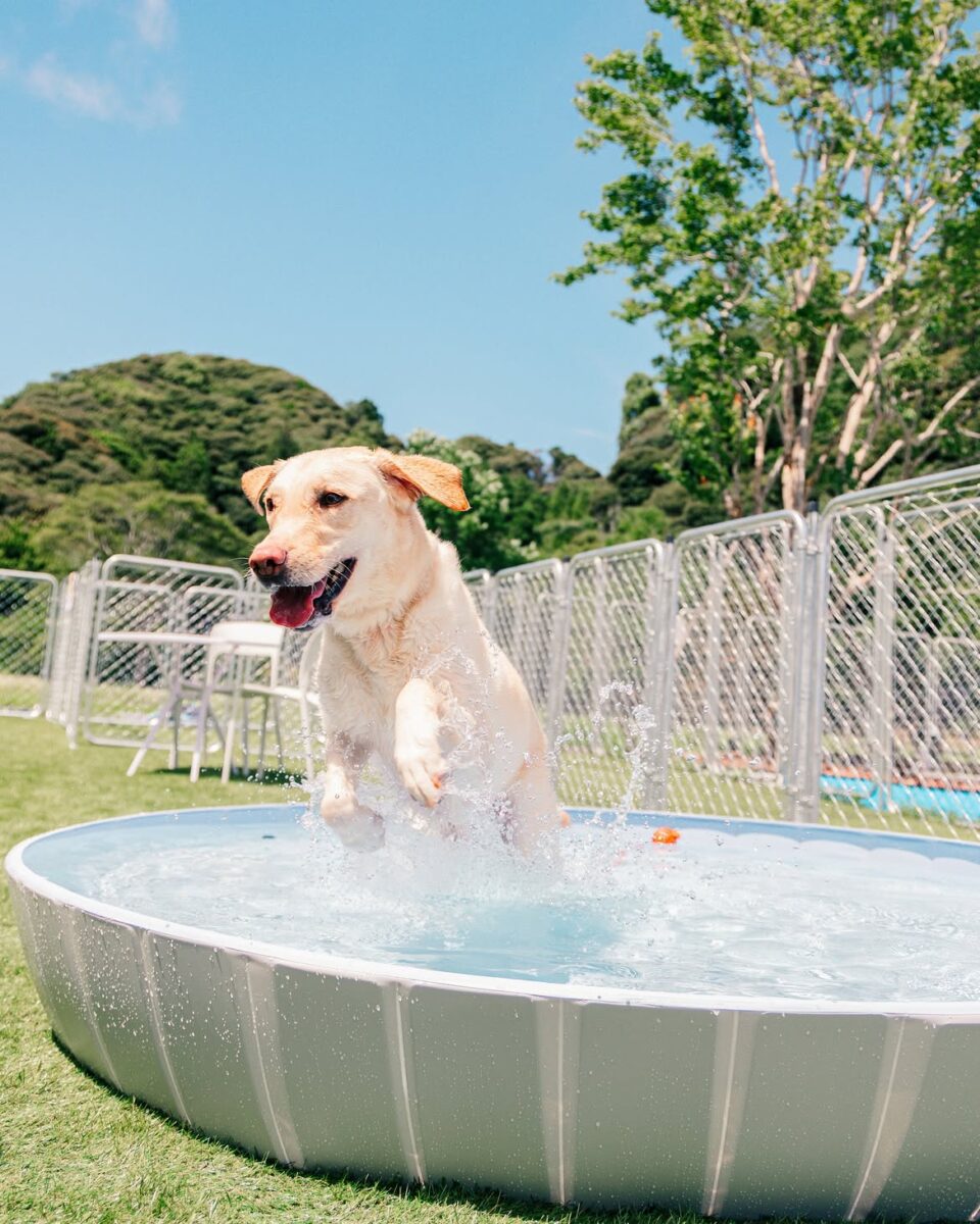 犬 と プール